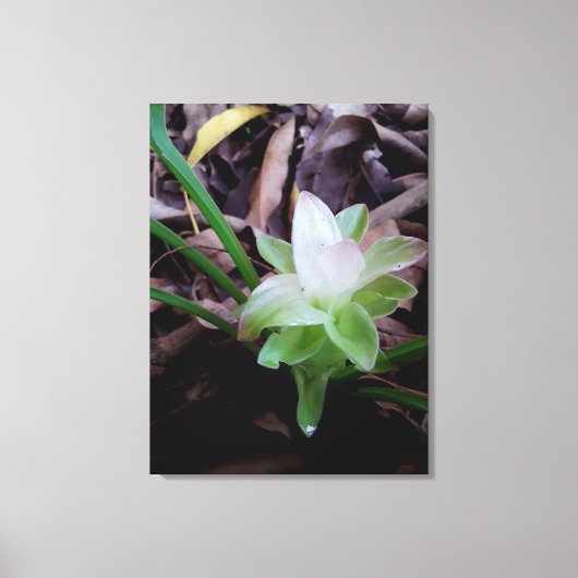 flor de açafrão da-terra canvas afdruk (Voorkant)