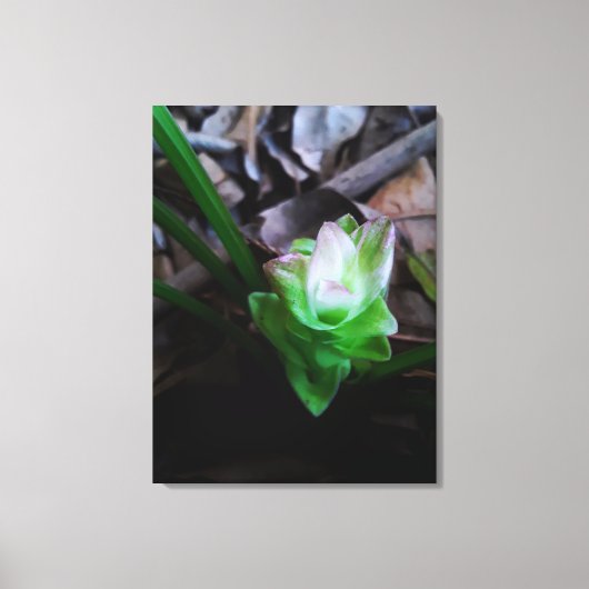 flor de açafrão da terra canvas afdruk (Voorkant)