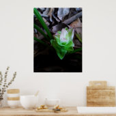 flor de açafrão da terra poster (Keuken)