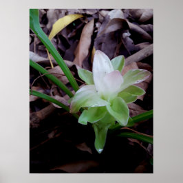 flor de açafrão da-terra poster