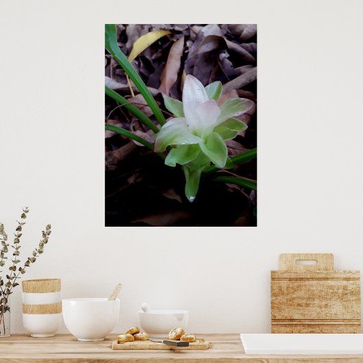 flor de açafrão da-terra poster (Keuken)