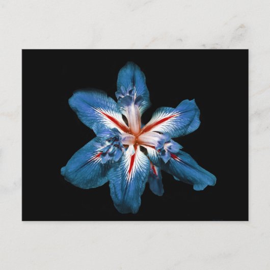 "Flor de la Mar" — Briefkaart (Voorkant)