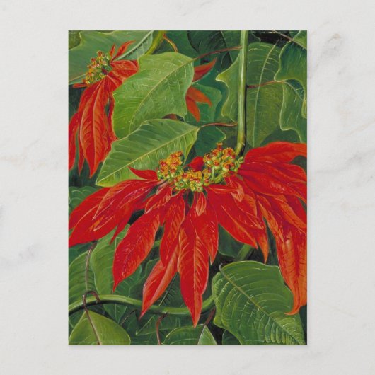 Flor de Pascua of Paassneller, beroemd schilderij, Briefkaart (Voorkant)