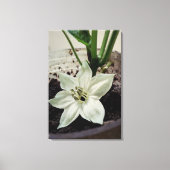 flor de pimentão canvas afdruk (Voorkant)