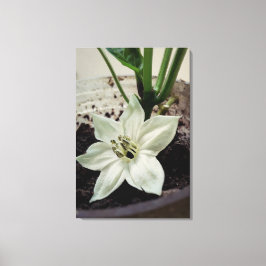 flor de pimentão canvas afdruk