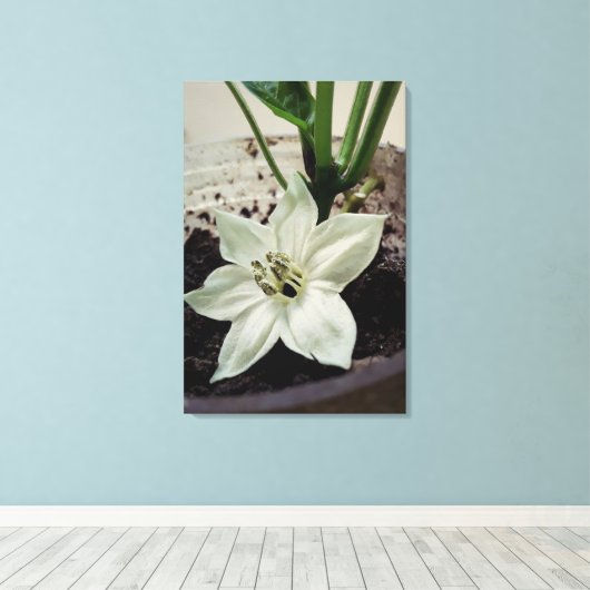 flor de pimentão canvas afdruk (Insitu (Houten vloer))