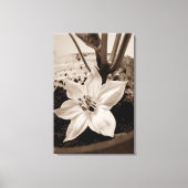 flor de pimentão - old canvas afdruk (Voorkant)