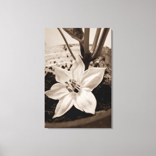 flor de pimentão - old canvas afdruk (Voorkant)