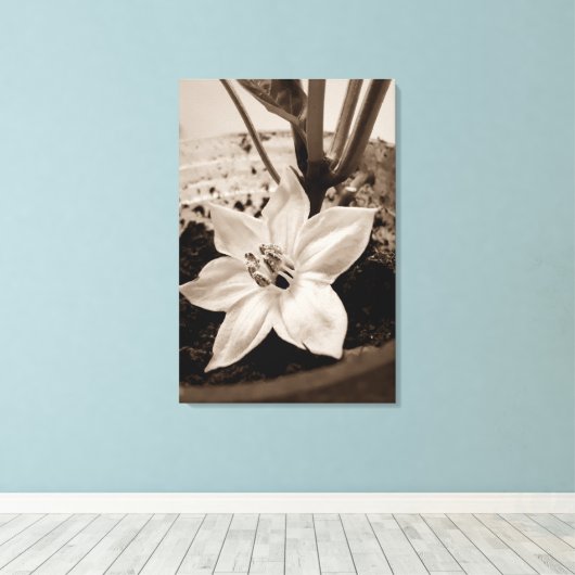 flor de pimentão - old canvas afdruk (Insitu (Houten vloer))