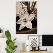 flor de pimentão - old poster (Thuiskantoor)