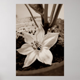 flor de pimentão - old poster