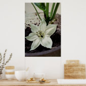 flor de pimentão poster (Keuken)