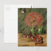 Flor Imperiale, Coral Snake en Spider, Brazilië Briefkaart (Voorkant / Achterkant)