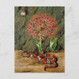 Flor Imperiale Coral Snake en Spider Briefkaart