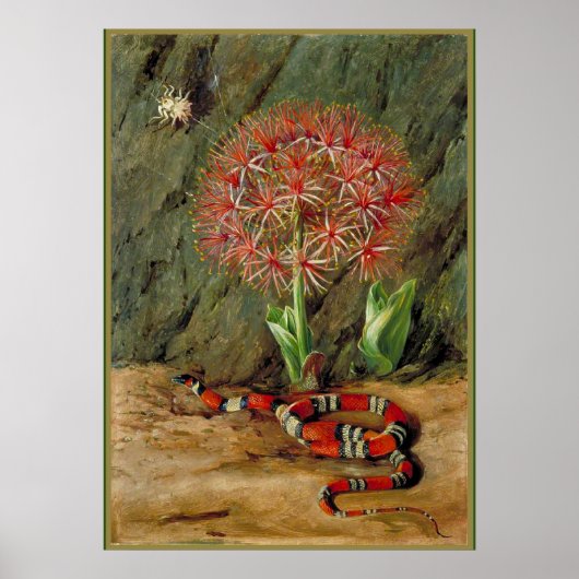 Flor Imperiale Coral Snake en Spider Poster (Voorkant)