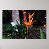 flor laranjada poster (Voorkant)