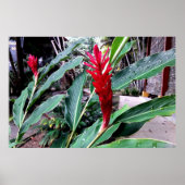 flor vermelha poster (Voorkant)