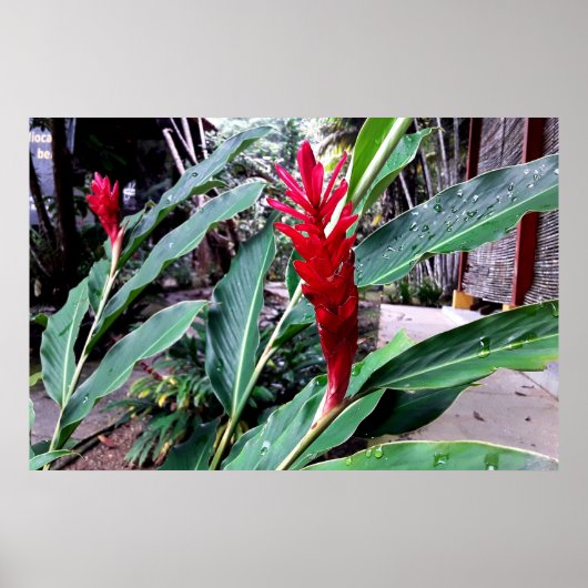 flor vermelha poster (Voorkant)