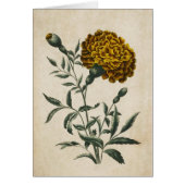  flora Afrikaanse marigold (Voorkant)