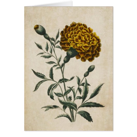  flora Afrikaanse marigold (Voorkant)