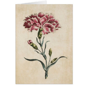 flora-anatomische illustratie van anjers