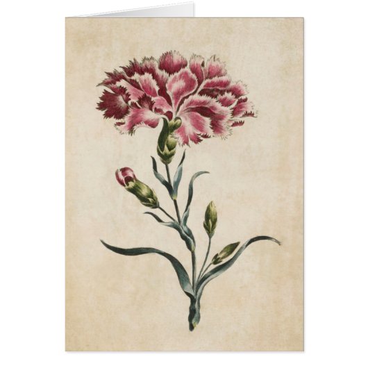  flora-anatomische illustratie van anjers (Voorkant)