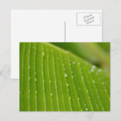 Flora Dominica 2 Briefkaart (Voorkant / Achterkant)