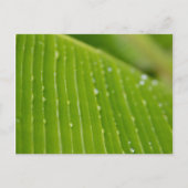 Flora Dominica 2 Briefkaart (Voorkant)