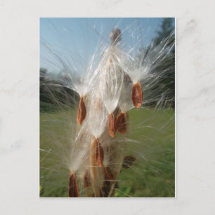  flora en fauna en moerassen drijvend.jpg briefkaart