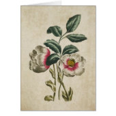  flora-fauna-Hellebore-illustratie (Voorkant)