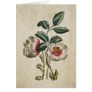  flora-fauna-Hellebore-illustratie
