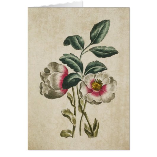  flora-fauna-Hellebore-illustratie (Voorkant)
