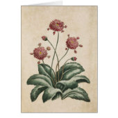  flora-flora-illustratie (Voorkant)