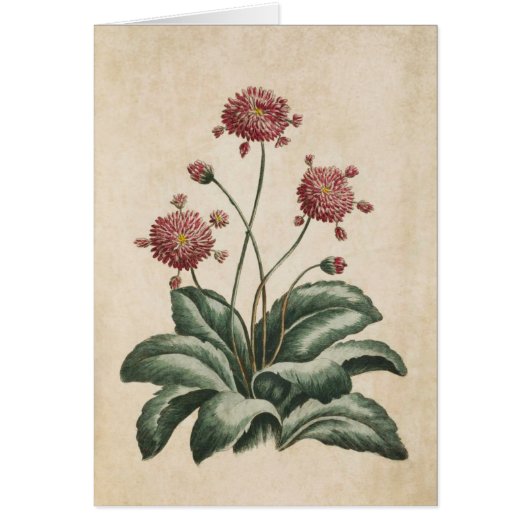  flora-flora-illustratie (Voorkant)