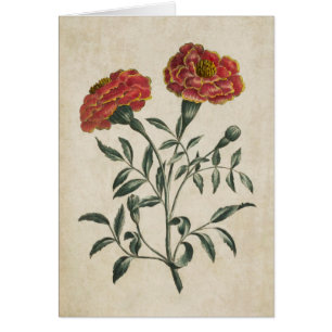  flora Franse marigold