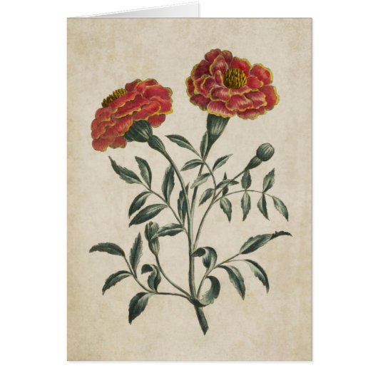 flora Franse marigold (Voorkant)