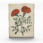  flora Franse marigold Fotoblokken (Voorkant)