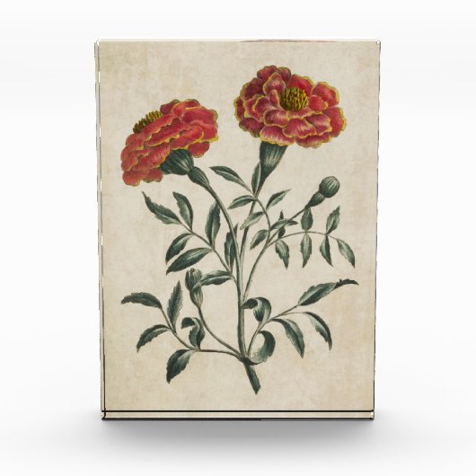  flora Franse marigold Fotoblokken (Voorkant)