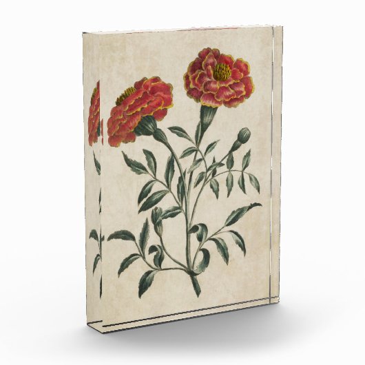  flora Franse marigold Fotoblokken (Links)