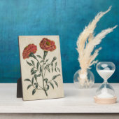 flora Franse marigold Fotoplaat (Zijkant)