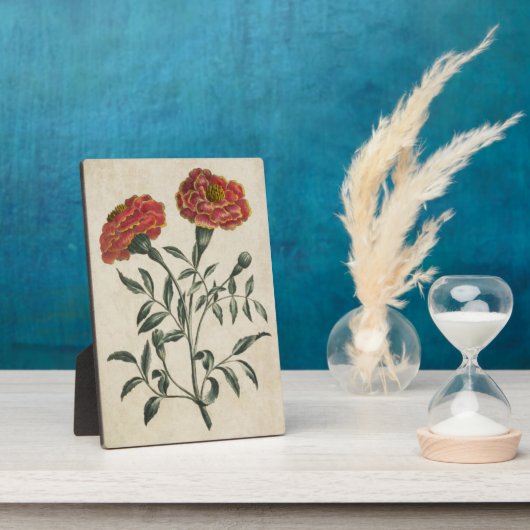  flora Franse marigold Fotoplaat (Zijkant)