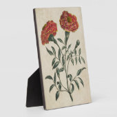 flora Franse marigold Fotoplaat (Zijkant)