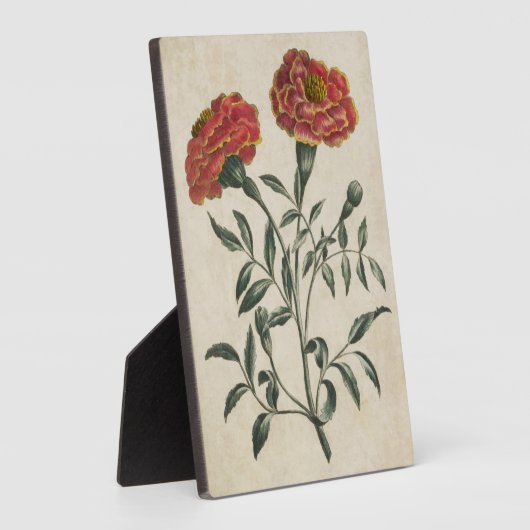 flora Franse marigold Fotoplaat (Zijkant)