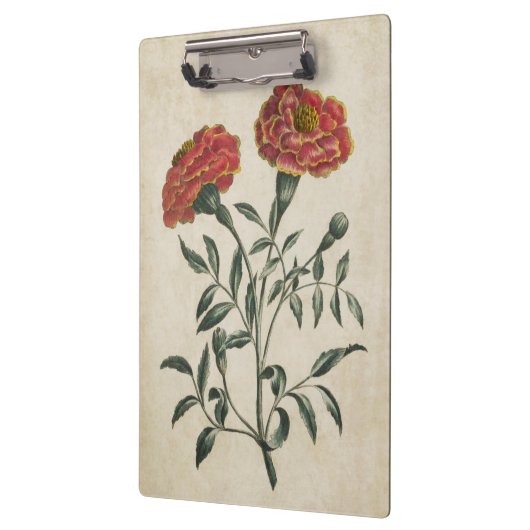  flora Franse marigold Klembord (Links)