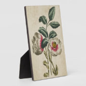  flora hellebore fotoplaat (Zijkant)