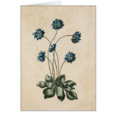 flora Hypatica-illustratie (Voorkant)