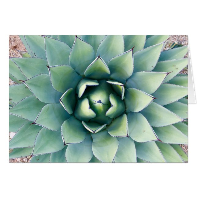 Flora in de stad Rocks in Deming, NM (Voorkant Horizontaal)