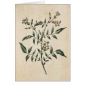  flora Jasmine-illustratie (Voorkant)
