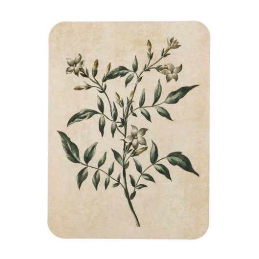  flora Jasmine Magnet Magneet (Verticaal)