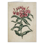  flora Lychnidea illustratie (Voorkant)